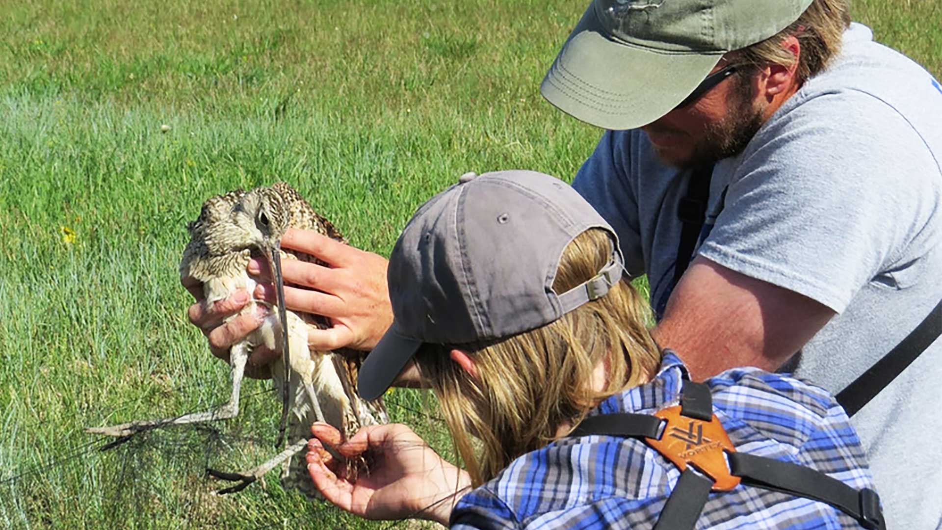 Two people are working outside in a grassy habitat, examining and studying a frog closely.