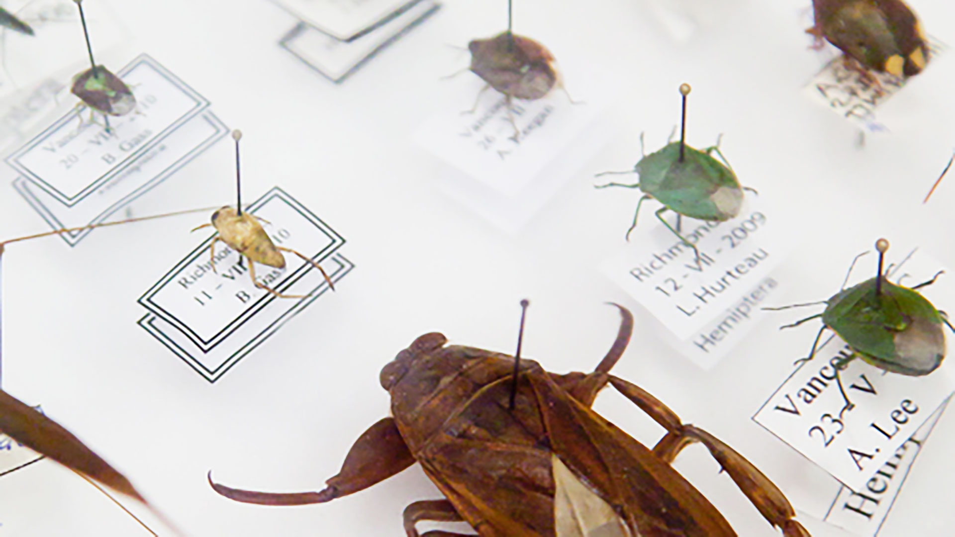  Insect taxidermy is the process of preserving insect specimens for display or research purposes.
